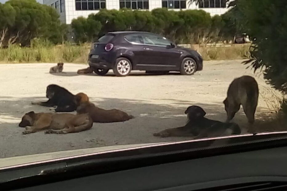 Cães de grande porte estão a assustar quem tenta entrar ou sair do parque