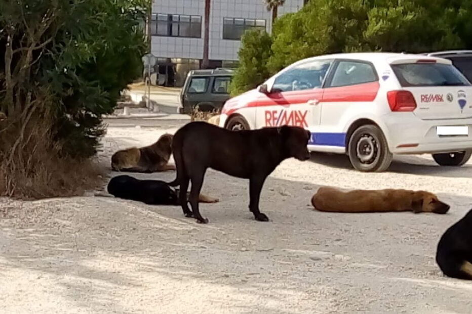 Cães de grande porte estão a assustar quem tenta entrar ou sair do parque