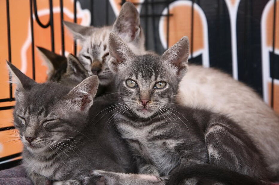 Câmara de Santo Tirso investe 600 mil euros na construção de canil/gatil municipal