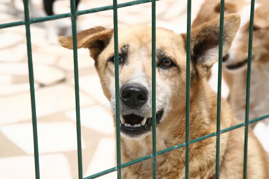 Câmara de Santo Tirso investe 600 mil euros na construção de canil/gatil municipal