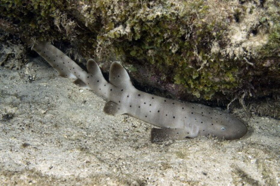 Tubarão bebé foi roubado de um aquário público, no Texas