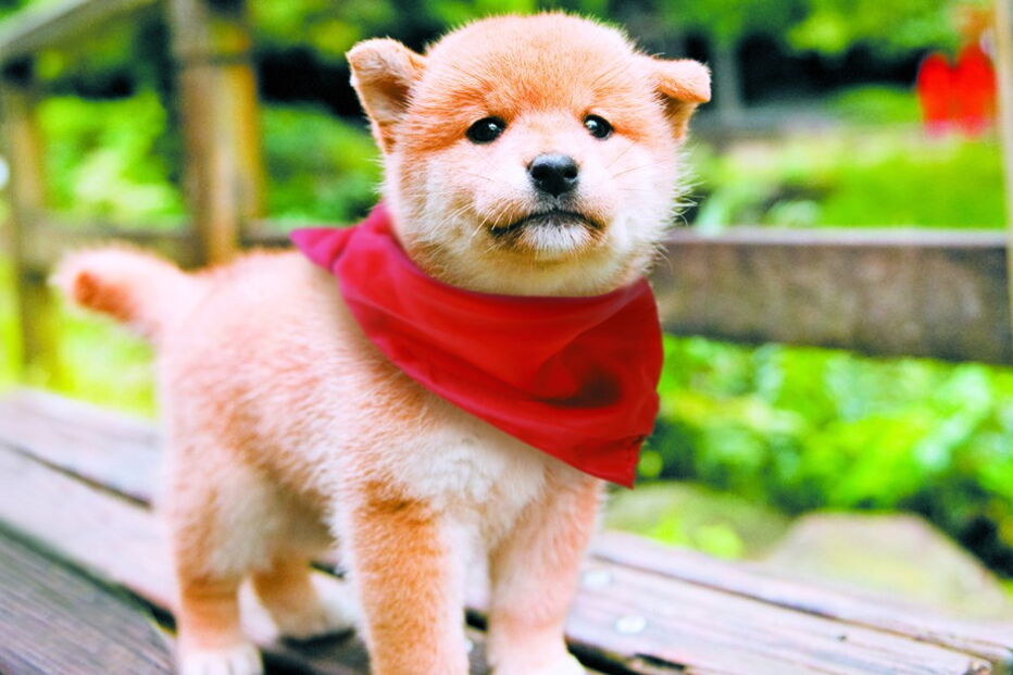 2018-07-31_12_51_02 Mameshiba_© 2009 MAMESHIBA PRODUCTION COMMITTEE (3).jpg