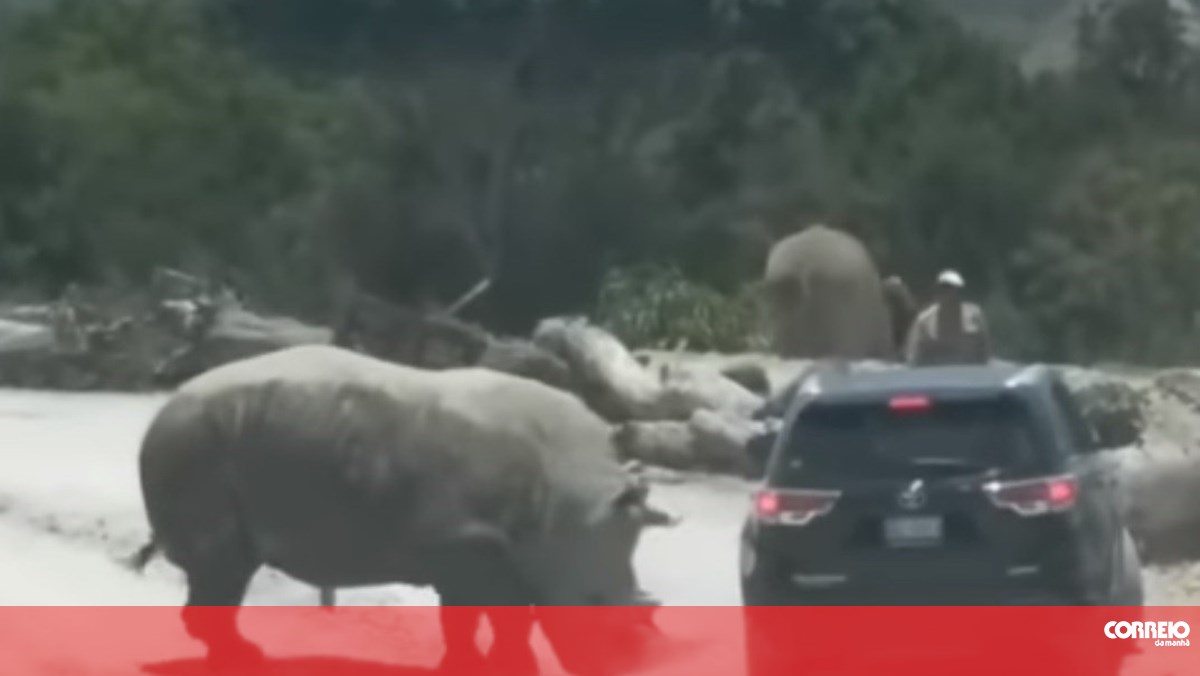 Rinoceronte diz um olá vigoroso a visitantes em safari - Insólitos