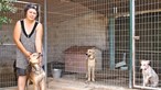 Fecho de abrigo em Olhão ameaça 30 cães 