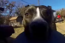 Cão Bonnie é protagonista de vídeo hilariante