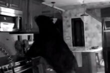 Idosa de 95 anos persegue urso após encontrá-lo na cozinha