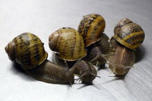 Caracóis