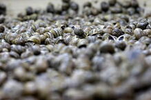 Caracóis