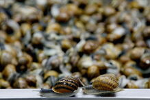 Caracóis