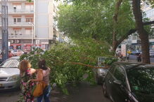 Árvore cai e danifica viaturas em rua de Lisboa