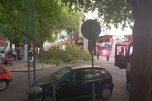 Árvore cai e danifica viaturas em rua de Lisboa