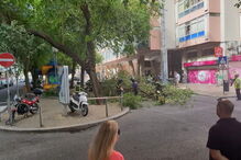 Árvore cai e danifica viaturas em rua de Lisboa