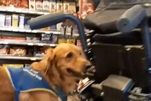 Jovem deficiente expulso de supermercado por causa do cão guia
