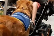 Jovem deficiente expulso de supermercado por causa do cão guia