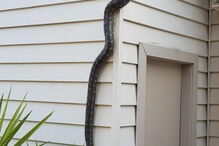  Australiano filma cobra píton em casa