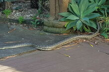 Australiano filma cobra píton em casa