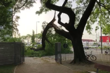 Ramo de árvore cai em jardim de Lisboa