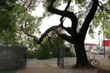Ramo de árvore cai em jardim de Lisboa