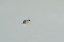 Vídeo mostra formiga a roubar diamante de ourivesaria