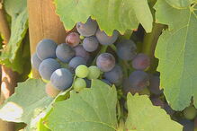 vinho, produção, calor