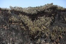 Incêndio em Monchique 