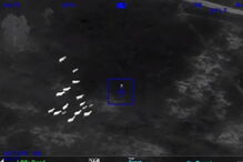 Manada de vacas ajuda polícia a perseguir criminosa