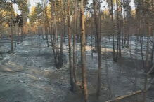 Incêndio no Montijo mobiliza 145 bombeiros 