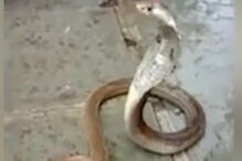 Onda de calor torna dócil um animal perigoso