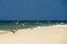 Praia da Ilha Deserta, Barreta, Faro