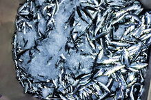 Sardinha capturada foi apreendida    