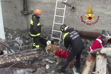 Heróis de quatro patas no resgate das vítimas da queda de ponte em Itália