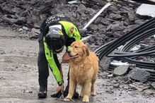 Heróis de quatro patas no resgate das vítimas da queda de ponte em Itália