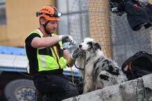  Heróis de quatro patas no resgate das vítimas da queda de ponte em Itália