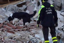 Heróis de quatro patas no resgate das vítimas da queda de ponte em Itália