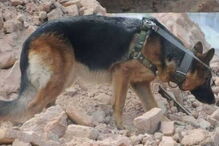  Heróis de quatro patas no resgate das vítimas da queda de ponte em Itália