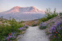 Alpinista desaparecido durante uma semana sobreviveu a comer abelhas