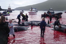 Matança consiste numa tradição levada a cabo há mais de cem anos