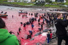 Matança consiste numa tradição levada a cabo há mais de cem anos