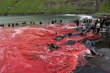 Matança consiste numa tradição levada a cabo há mais de cem anos