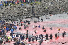 Matança consiste numa tradição levada a cabo há mais de cem anos