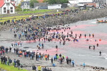 Matança consiste numa tradição levada a cabo há mais de cem anos