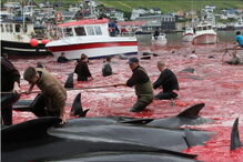 Matança consiste numa tradição levada a cabo há mais de cem anos