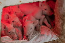 Número de suínos em Espanha está 3,5 milhões acima do número de habitantes