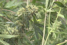 Portugal, canábis, Aximage