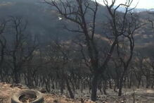 Fogo de Monchique afeta 163 pessoas em Alferce