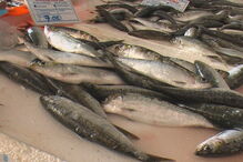 Figueira da Foz, sardinha