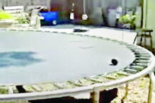 Cão inventa jogo de atira e apanha a bola  