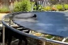 Cão inventa jogo de atira e apanha a bola  