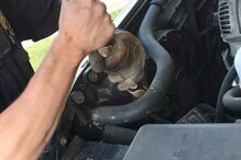 Cobra causa avaria em carro 