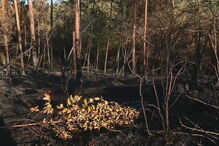 Soure, Coimbra, Figueiró do Campo